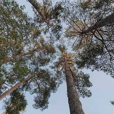 Βίλα 252 M² Luxury 4 Bedroom House In The Pine-forest *