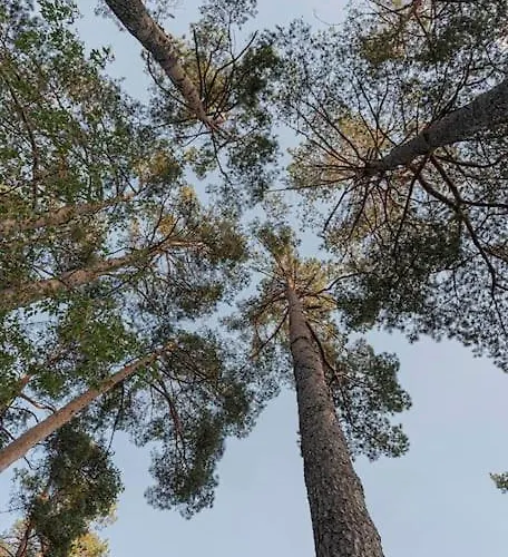 Βίλα 252 M² Luxury 4 Bedroom House In The Pine-forest *